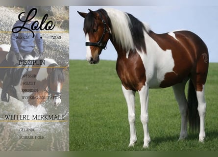 Otras razas, Caballo castrado, 5 años, 165 cm, Pío