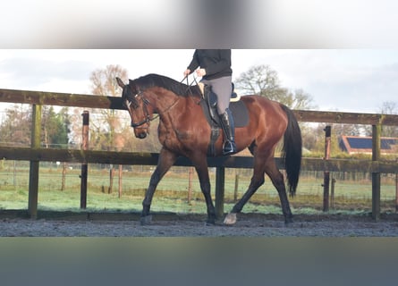 Otras razas, Caballo castrado, 5 años, 173 cm, Castaño