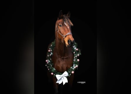 Otras razas, Caballo castrado, 5 años, 173 cm, Castaño