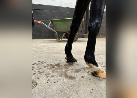 Otras razas, Caballo castrado, 6 años, 128 cm, Negro