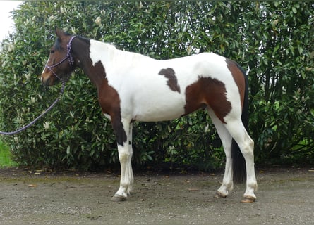 Otras razas, Caballo castrado, 6 años, 152 cm, Pío