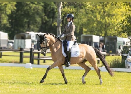 Otras razas, Caballo castrado, 6 años, 155 cm