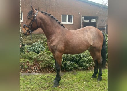 Otras razas, Caballo castrado, 6 años, 155 cm, Castaño