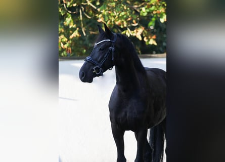 Otras razas, Caballo castrado, 6 años, 155 cm, Negro