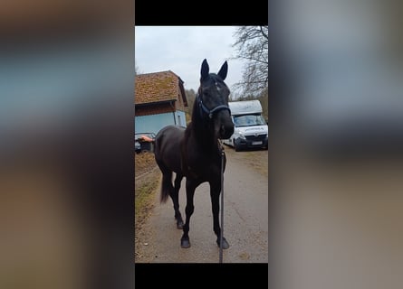 Otras razas, Caballo castrado, 6 años, 155 cm, Negro