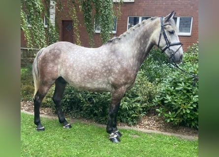 Otras razas, Caballo castrado, 6 años, 155 cm, Tordo rodado