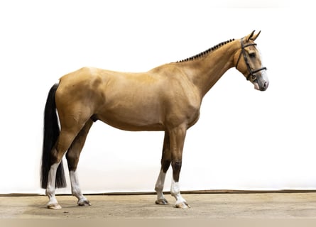 Otras razas, Caballo castrado, 6 años, 172 cm