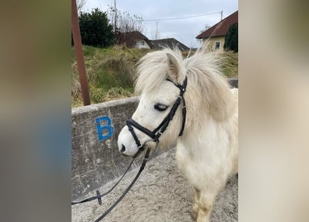 Otras razas, Caballo castrado, 7 años, 105 cm, Pío