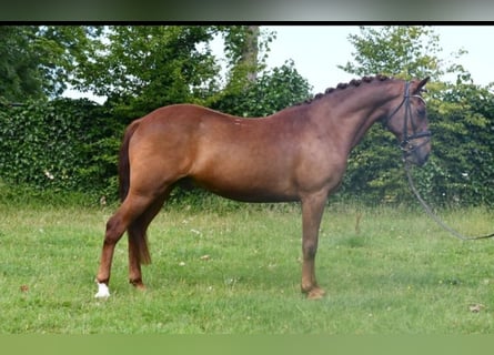 Otras razas, Caballo castrado, 7 años, 143 cm, Alazán