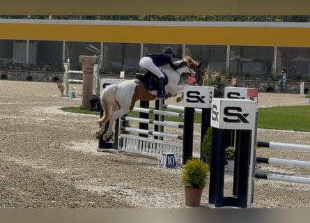 Otras razas, Caballo castrado, 7 años, 146 cm, Pío