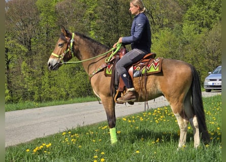 Otras razas, Caballo castrado, 7 años, 152 cm, Castaño