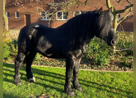 Otras razas, Caballo castrado, 7 años, 158 cm, Negro