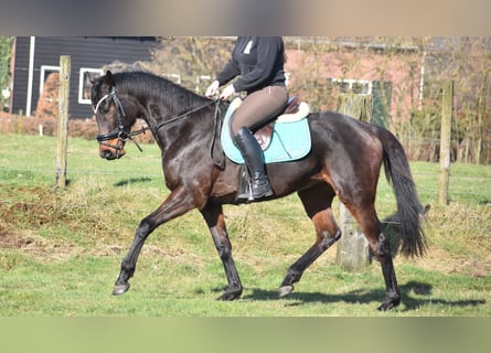 Otras razas, Caballo castrado, 7 años, 159 cm, Castaño oscuro