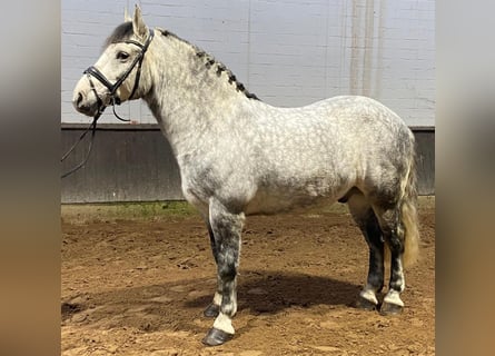 Otras razas, Caballo castrado, 7 años, 160 cm, Tordo