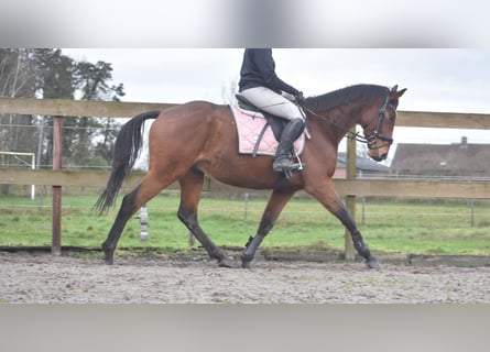 Otras razas, Caballo castrado, 7 años, 165 cm, Castaño