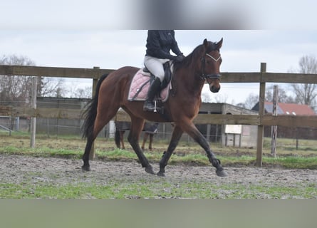 Otras razas, Caballo castrado, 7 años, 165 cm, Castaño