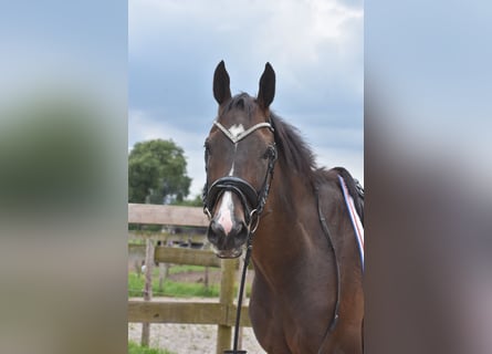 Otras razas, Caballo castrado, 7 años, 166 cm, Castaño oscuro