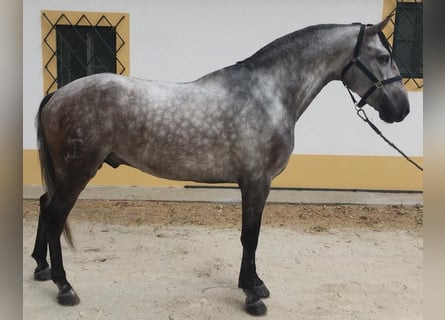 Otras razas Mestizo, Caballo castrado, 7 años, 167 cm, Tordo