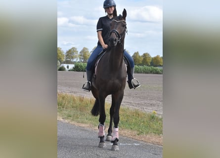 Otras razas, Caballo castrado, 7 años, 170 cm, Castaño oscuro