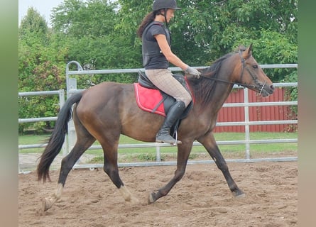 Otras razas, Caballo castrado, 8 años, 148 cm, Castaño oscuro