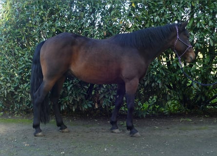 Otras razas, Caballo castrado, 8 años, 149 cm, Castaño