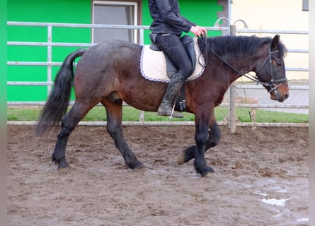 Otras razas Mestizo, Caballo castrado, 8 años, 150 cm, Musgo marrón