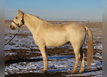 Otras razas, Caballo castrado, 8 años, 152 cm, Palomino