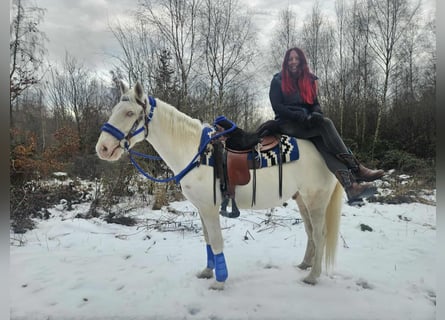 Otras razas, Caballo castrado, 8 años, 153 cm, Cremello