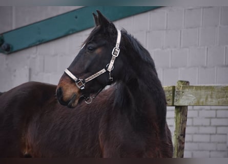 Otras razas, Caballo castrado, 8 años, 158 cm, Castaño oscuro