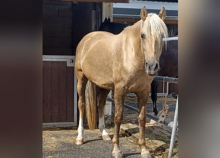 Otras razas Mestizo, Caballo castrado, 8 años, 160 cm, Palomino