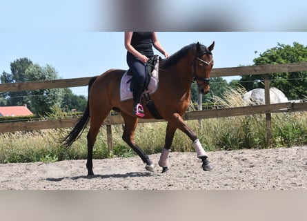 Otras razas, Caballo castrado, 8 años, 162 cm, Castaño