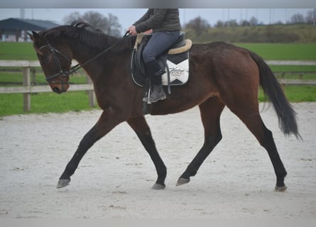 Otras razas, Caballo castrado, 8 años, 170 cm, Castaño