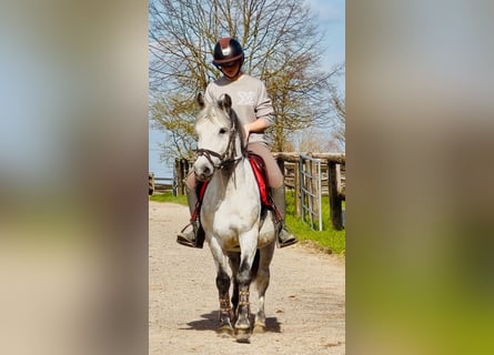 Otras razas, Caballo castrado, 9 años, 140 cm, Tordo