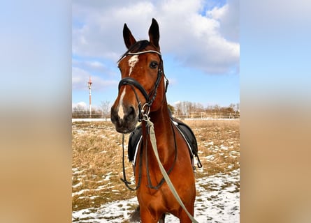 Otras razas Mestizo, Caballo castrado, 9 años, 163 cm, Castaño