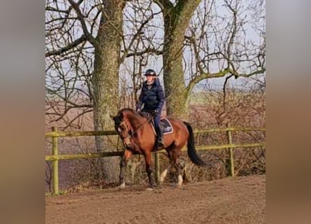 Otras razas Mestizo, Caballo castrado, 9 años, 163 cm, Castaño