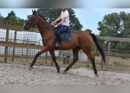 Otras razas, Caballo castrado, 9 años, 173 cm, Castaño