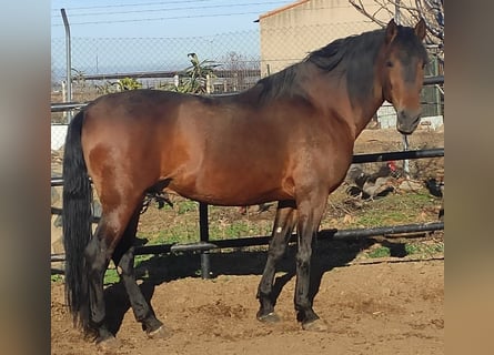 Otras razas Mestizo, Semental, 13 años, 164 cm, Castaño rojizo