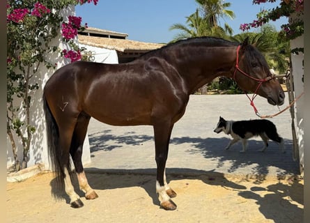Otras razas, Semental, 6 años, 157 cm, Castaño