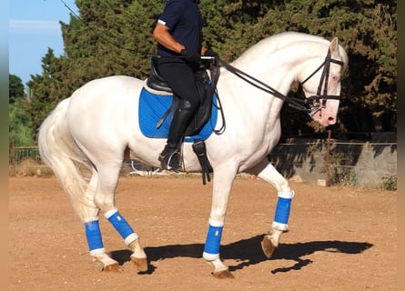 Otras razas, Semental, 8 años, 160 cm, Perlino