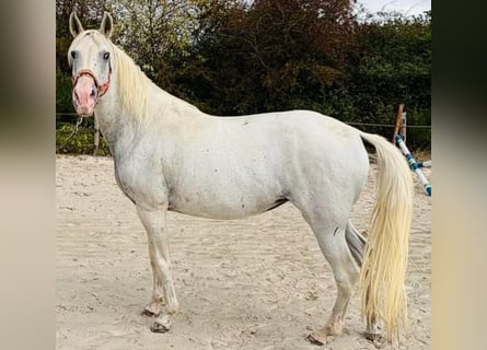 Otras razas, Yegua, 13 años, 149 cm, White/Blanco