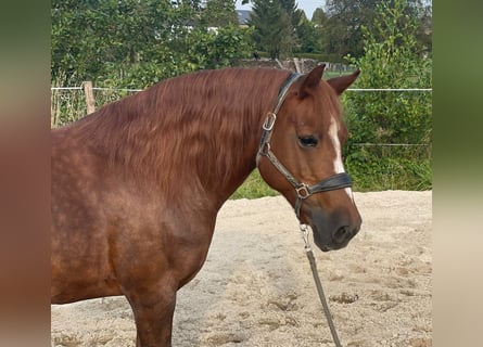 Otras razas, Yegua, 13 años, 155 cm, Alazán-tostado