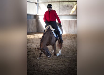 Otras razas, Yegua, 13 años, 157 cm, Alazán-tostado
