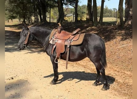 Otras razas, Yegua, 14 años, Negro