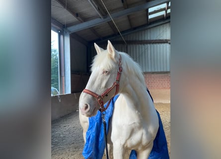 Otras razas, Yegua, 16 años, 155 cm, Cremello