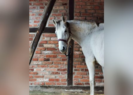 Otras razas, Yegua, 17 años, 160 cm