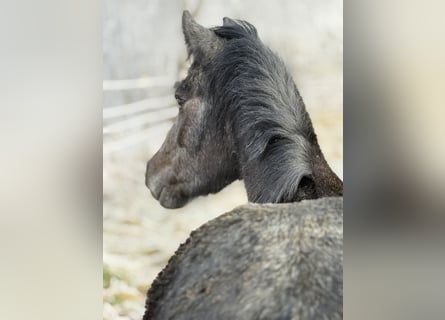 Otras razas, Yegua, 3 años, 130 cm, Tordillo negro