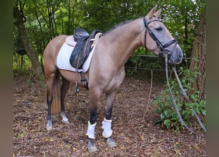 Otras razas, Yegua, 3 años, 145 cm, Musgo