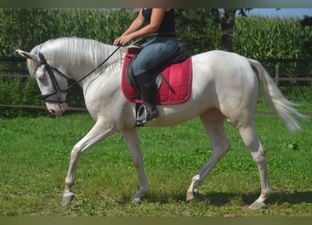 Otras razas, Yegua, 3 años, 154 cm, Cremello