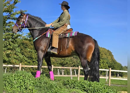 Otras razas, Yegua, 3 años, 158 cm, Castaño