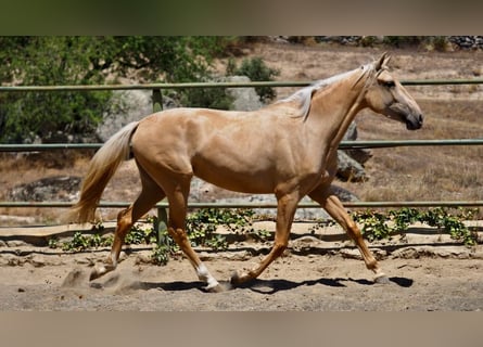 Otras razas, Yegua, 3 años, 160 cm, Palomino